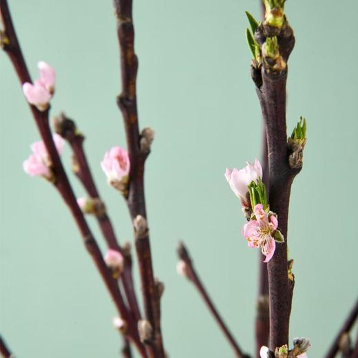 桃花  约3-5束 商品图1