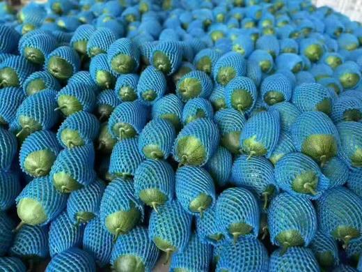 周二取货：【定金链接】特惠11.8元/斤，绿美人，清香甜蜜爽口，一份4个，预付定金10元，到店称重补差价。 商品图3