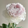芍药丨冰岛雪糕【买一送一】 商品缩略图0