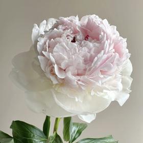 芍药丨冰岛雪糕【买一送一】