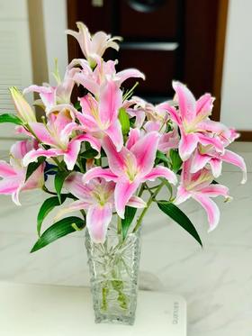 索尔邦百合10枝