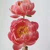 芍药丨珊瑚魅力 商品缩略图1