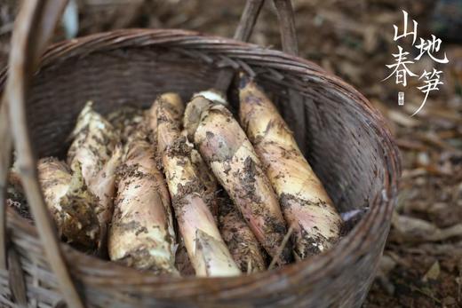 临安山地春笋 48-72小时发货 5斤家庭装 商品图0