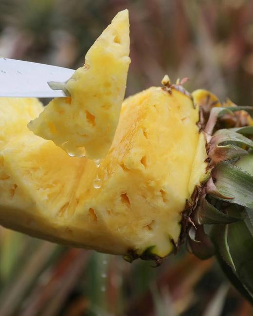 【包邮】生态/有机金钻凤梨，自然树上熟，浓郁的热带水果香气炸开~黄金酸甜比风味浓郁 商品图1