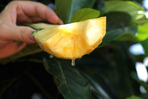 海南芒果凤梨 商品图4