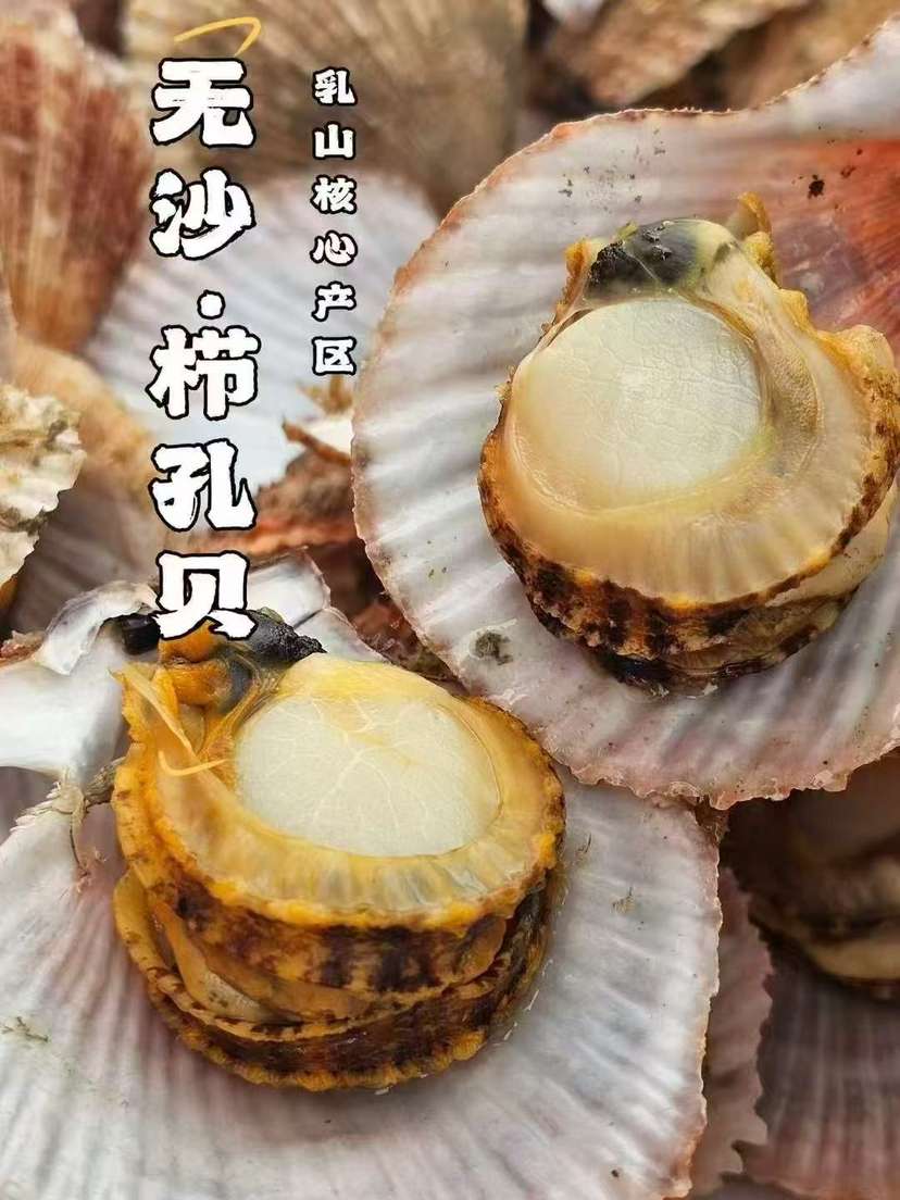 乳山栉孔小扇贝