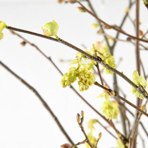 耳坠花   约2-3束 商品图1