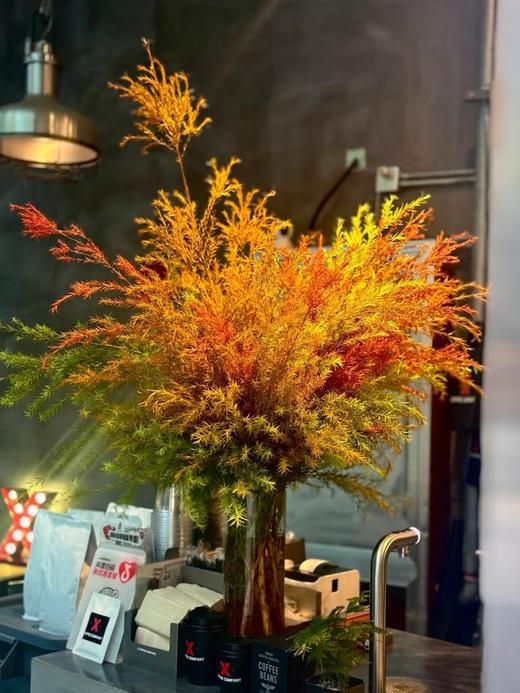 千层金 商品图0