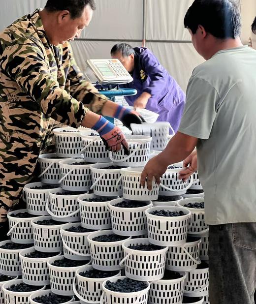 【云南高原L25花香蓝莓】春季头茬果 清爽脆甜  满满花青素  多个规格可选 商品图4