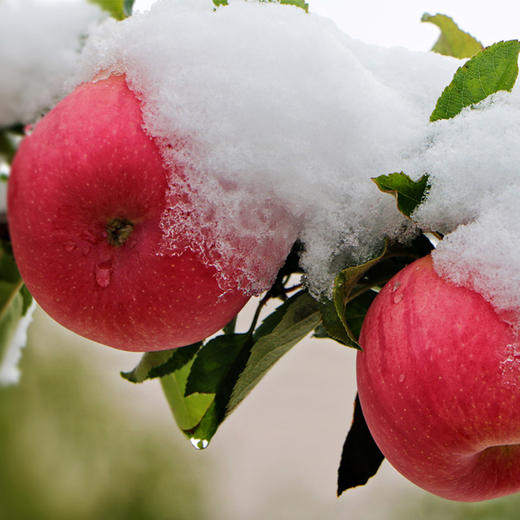 甘肃静宁苹果   新鲜脆甜  爽口多汁  普通装发申通快递  礼盒装发京东或顺丰快递 商品图4