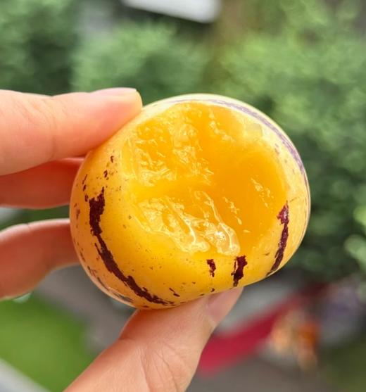 品牌人参果露天风化石土壤种植顺丰包邮 商品图2