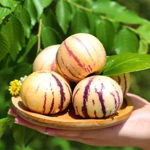 【云南石林树上熟人参果】头茬人参果 又叫糖水小炮弹 口齿留香 清甜多汁 肉质细腻 4种规格任选 商品图1