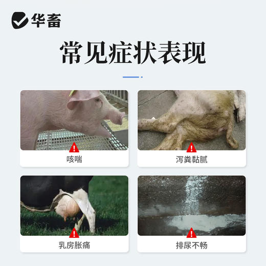 【积分兑换】华畜鱼腥草注射液 产后康清热解毒消脓排肿 商品图1