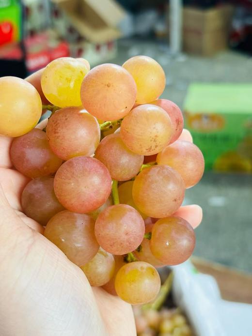 【进口】自带浓郁荔枝香  澳洲荔枝香玻璃提  小众品种 圆滚滚晶莹剔透 果粒坚实紧致 甜度高而不腻 一口咬下去，简直脆噗噗地爆汁，甜蜜入心。 商品图5