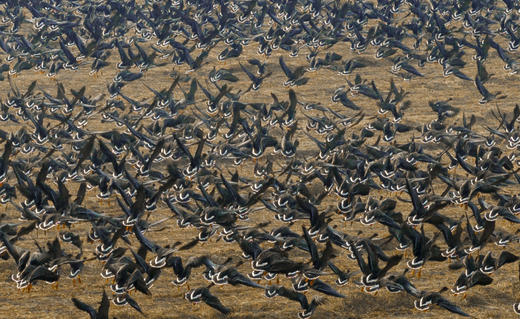 中国航拍+拍鸟专线：辽阳尾矿湖、盘锦红海滩、营口 / 东港鸟浪、丹东边境风情、大连海滨5/8天 商品图8