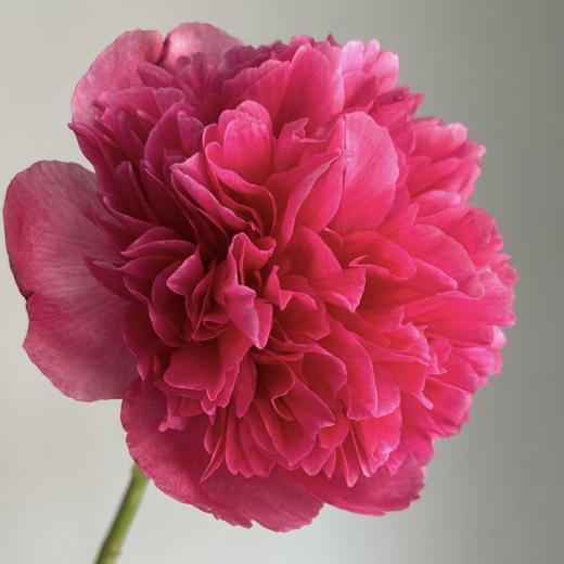 芍药丨御前表演 商品图0