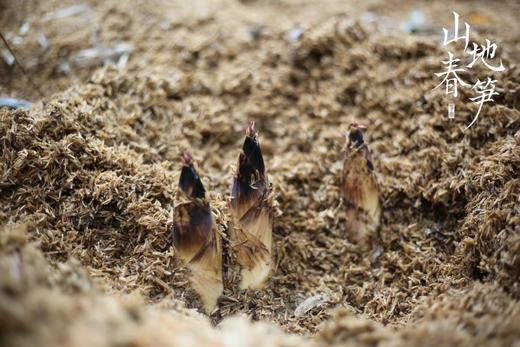 临安山地春笋 48-72小时发货 5斤家庭装 商品图4