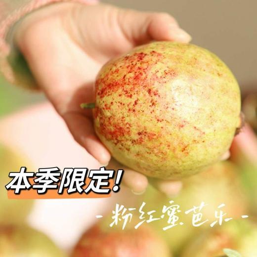 【包邮】稀有粉红蜜&奶油芭乐双拼，一场味蕾的奇妙之旅，热带果香，软糯绵密，酸甜均衡，水果界的奶油冰淇淋 商品图1