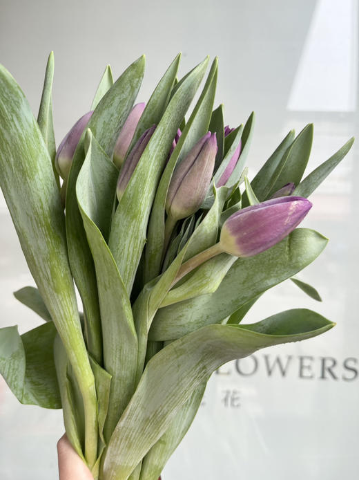 国产郁金香-【紫色】 商品图0