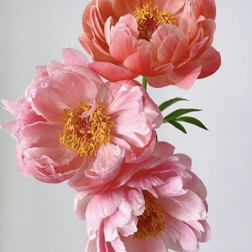 芍药丨珊瑚魅力 商品图2