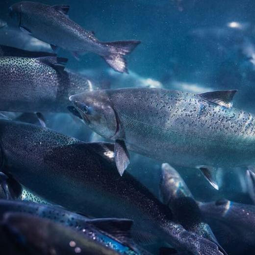 新西兰帝王鲑300g(中段+鱼腩) 商品图0