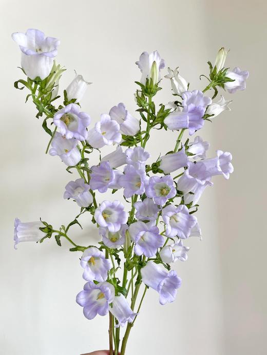 【大份量共3扎风铃】粉色风铃1扎约3-5支+紫色风铃1扎约3-5支+白色风铃1扎约3-5支 商品图4