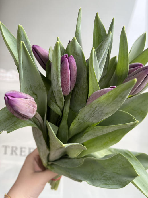 国产郁金香-【紫色】 商品图1