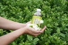 壮乡桂品 罗汉果茉莉花茶 360ML*12 商品缩略图1