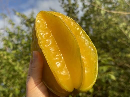 【包邮】树上熟黄杨桃，一口清甜，果肉脆爽，水润多汁，成熟度高 商品图0