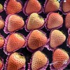 精品一级粉玉白草莓顺丰包邮【仅发京津冀】*1kg 商品缩略图1