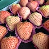 精品一级粉玉白草莓顺丰包邮【仅发京津冀】*1kg 商品缩略图0