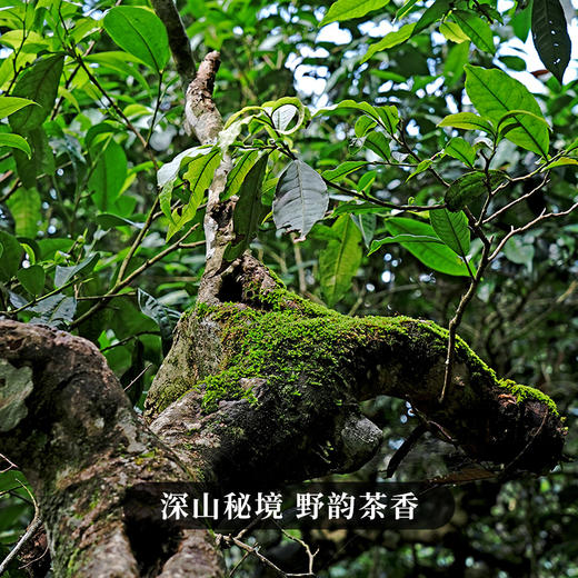 【不足20提】3月4日中午12点【千家寨整提购】2023年云南普洱茶普洱茶区生茶茶饼每提5饼357克茶饼高额补贴 商品图2