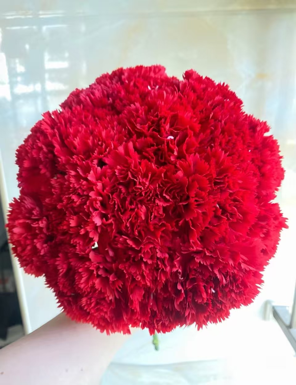 红色单头康乃馨20枝