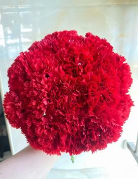 红色单头康乃馨20枝