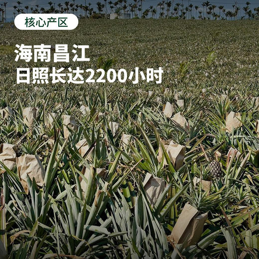 海南金钻凤梨 香甜脆嫩 满满汁水 顺丰包邮 商品图4