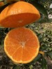 明日见柑橘 一颗甜蜜的柑橘新品，果肉细腻多汁脆嫩香甜，京东/顺丰直发 商品缩略图3