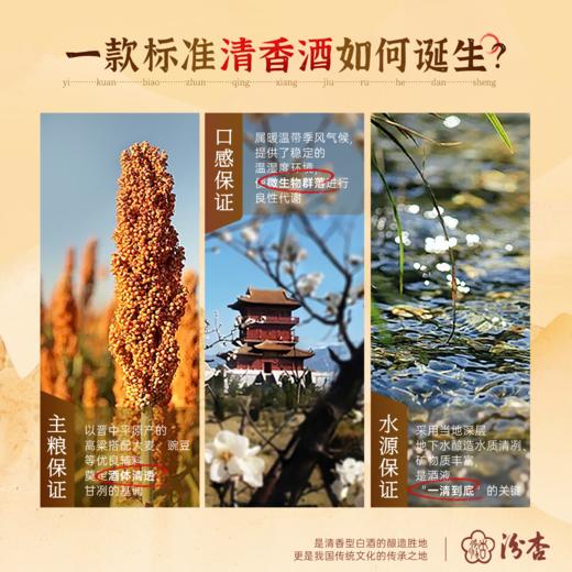 【山西杏花村出品】杏花村酒-百年汾杏-纯粮高度口粮酒  汾杏珍藏V20  清香型白酒  53°% 商品图6