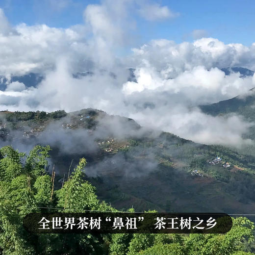 【不足20提】3月4日中午12点【千家寨整提购】2023年云南普洱茶普洱茶区生茶茶饼每提5饼357克茶饼高额补贴 商品图9