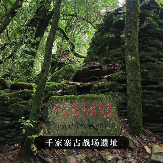 【不足20提】3月4日中午12点【千家寨整提购】2023年云南普洱茶普洱茶区生茶茶饼每提5饼357克茶饼高额补贴 商品图8