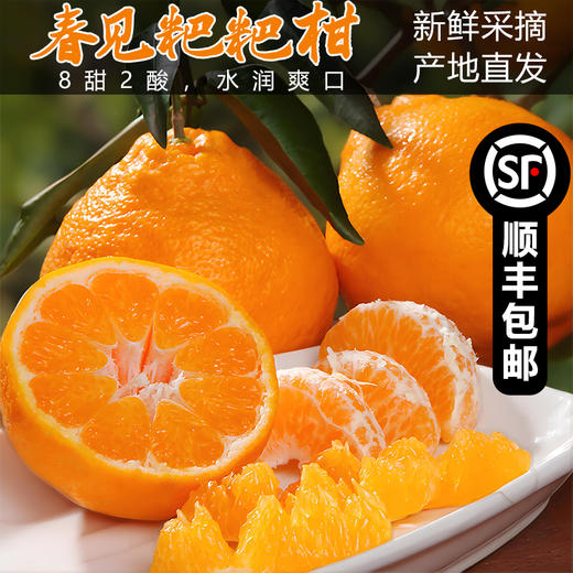 严选 | 四川春见耙耙柑 水润爽口 产地直发 顺丰包邮 8斤装 单果280g+（约16颗内） 商品图0