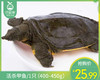 活杀甲鱼/1只（400-450g） 商品缩略图0