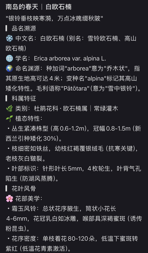 【小众好物】白欧石楠 白色 扎（新品） 商品图3