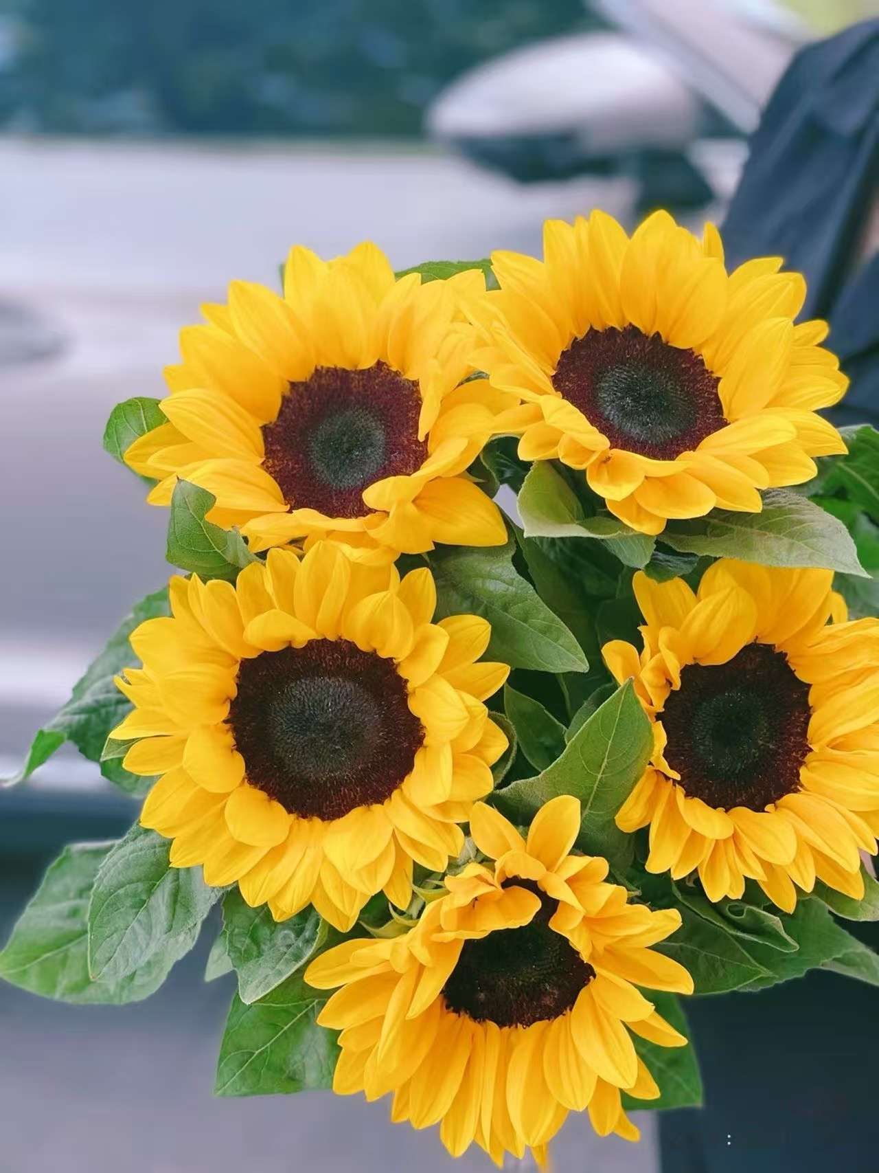 黑心向日葵5枝