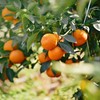 云端美沃沃柑#清甜橘香，甘甜爽口，饱满多汁，甜到心窝，高海拔山地，沙土种植 商品缩略图4