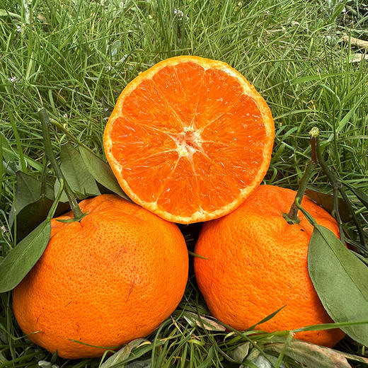 明日见柑橘 一颗甜蜜的柑橘新品，果肉细腻多汁脆嫩香甜，京东/顺丰直发 商品图0