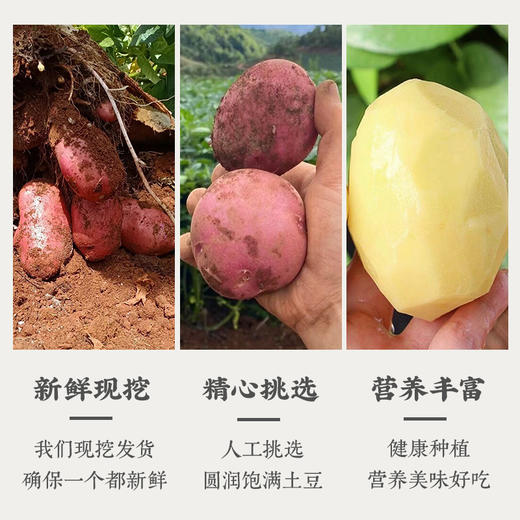 云南高原红皮土豆 | 19.9秒杀5斤！优质碳水！减脂必备！只选精品果 人工现挖现发！ 商品图10
