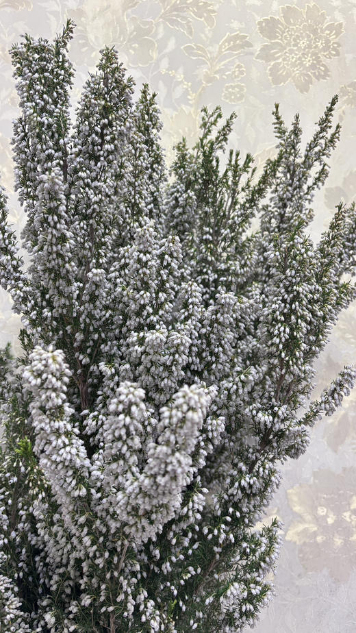 【小众好物】白欧石楠 白色 扎（新品） 商品图5