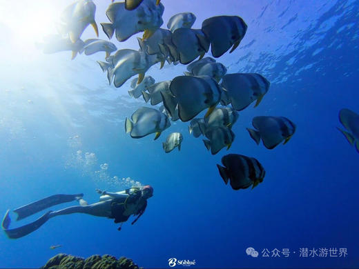 【限时优惠-帕劳潜水】上海潜水展帕劳潜水+酒店 商品图9