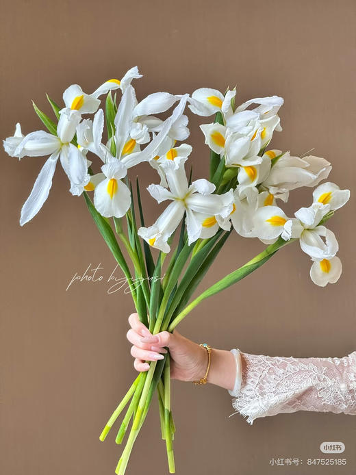 国产花材-【鸢尾】诺法白 商品图0