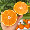 明日见柑橘 一颗甜蜜的柑橘新品，果肉细腻多汁脆嫩香甜，京东/顺丰直发 商品缩略图1